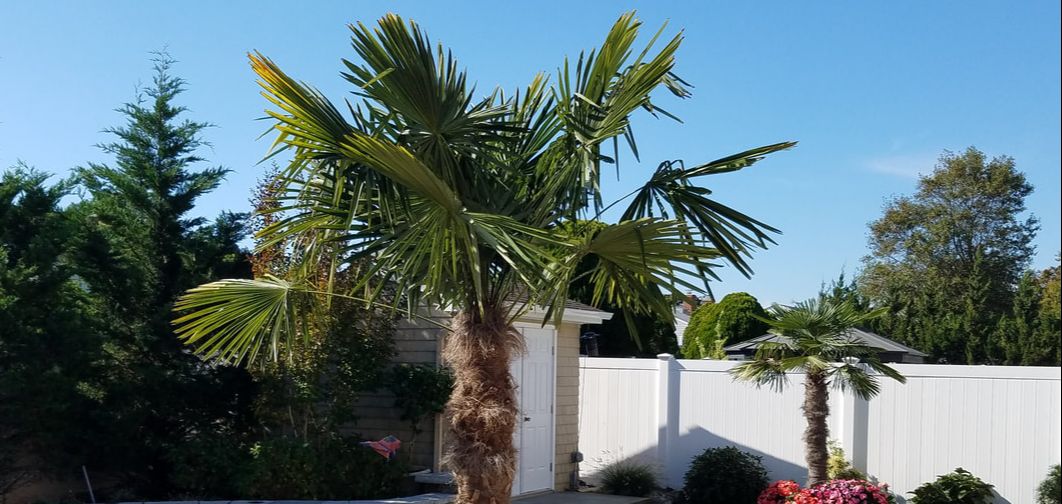 Island Wide Palm Trees for Sale