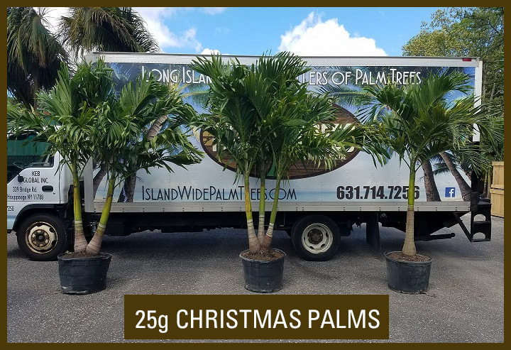 Christmas Palm Trees - Palm Trees For Sale 631-714-7256 ...